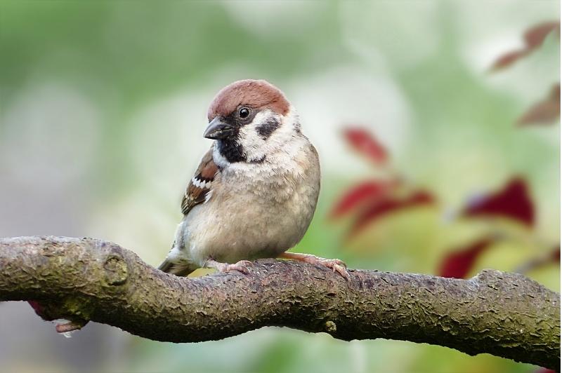 male sparrow on a tree branch