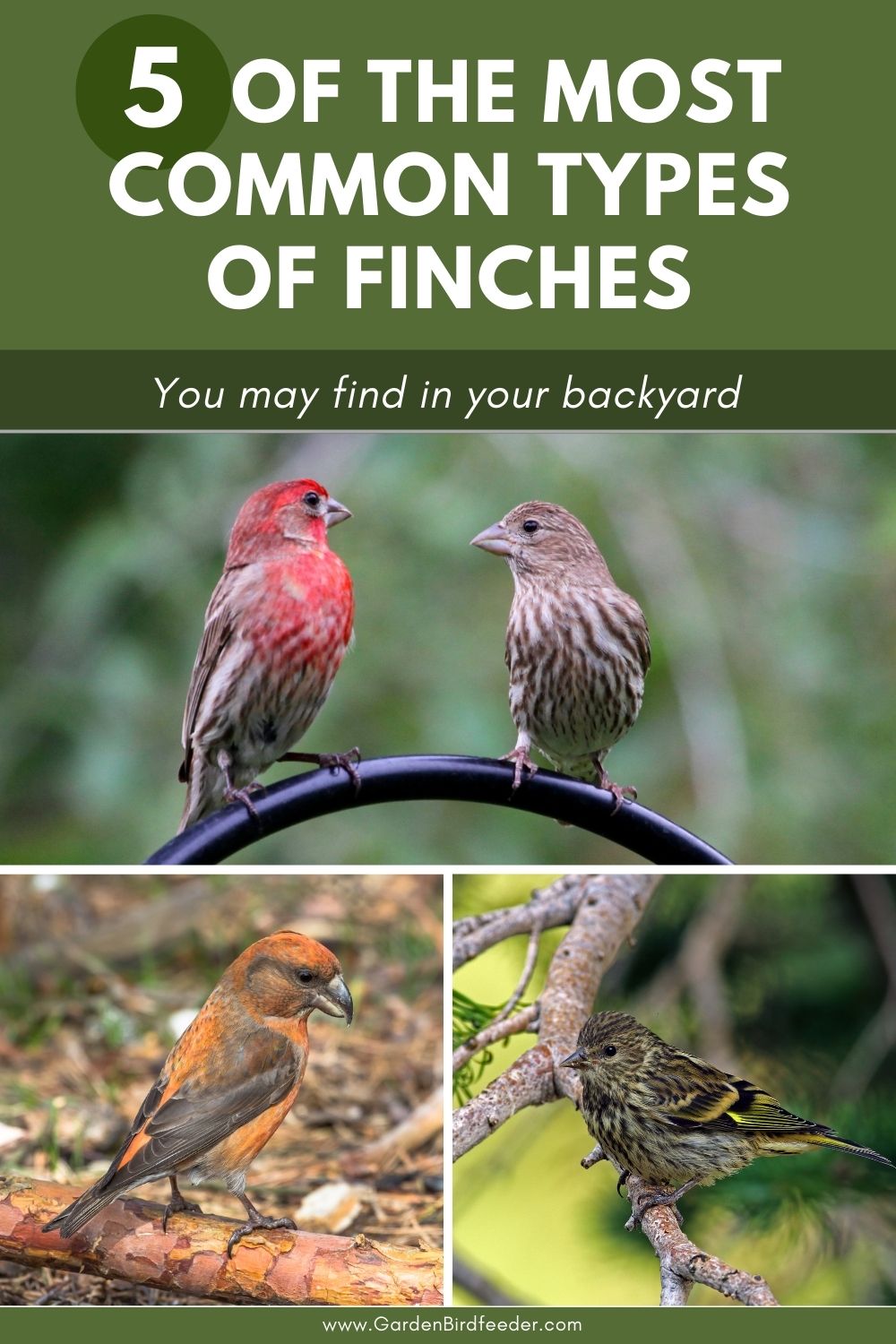 5 types of finches you may find in your backyard