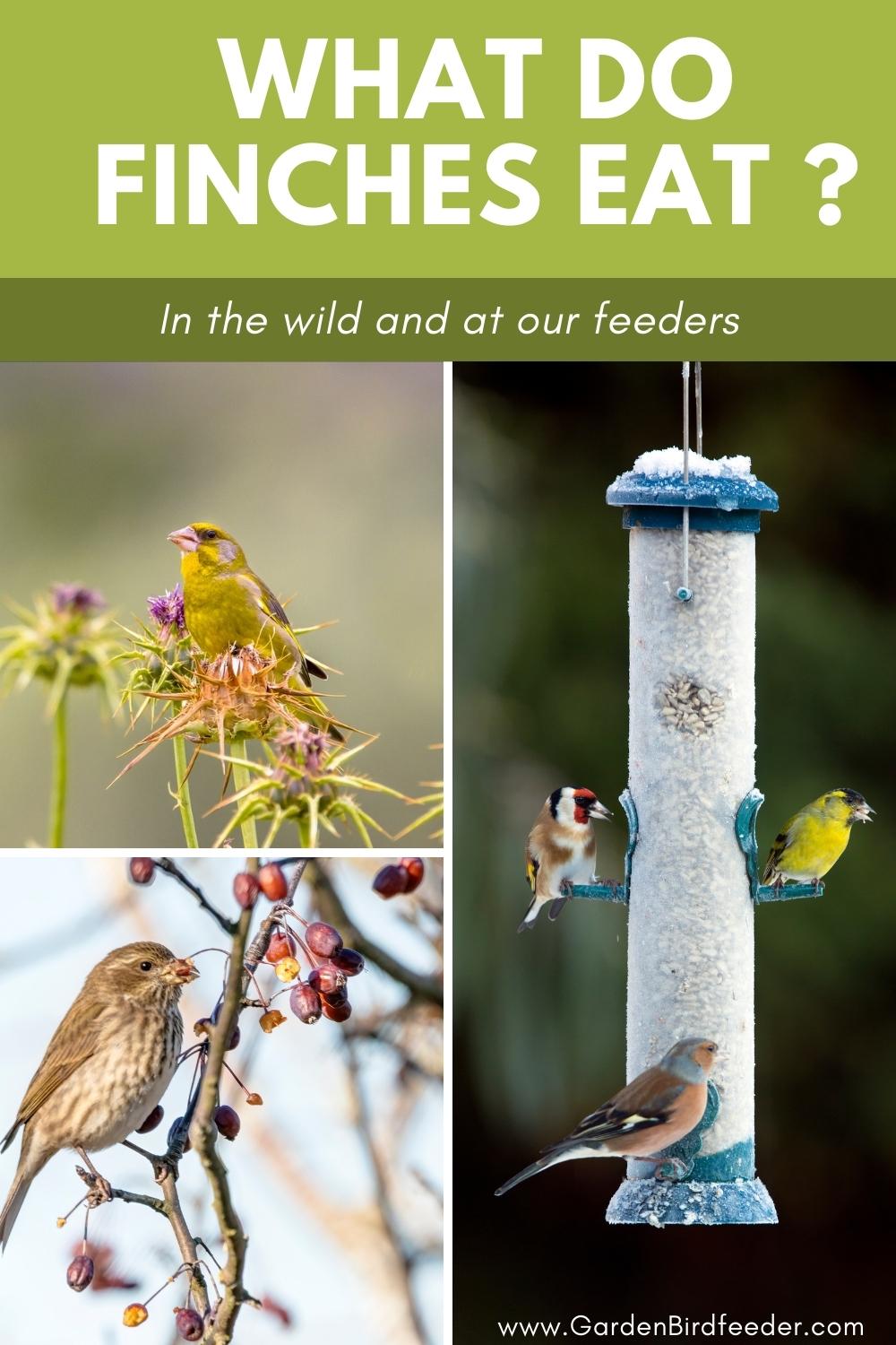 Pinterest Pin - Collage of finches eating - What do finches eat in the wild and at our feeders?