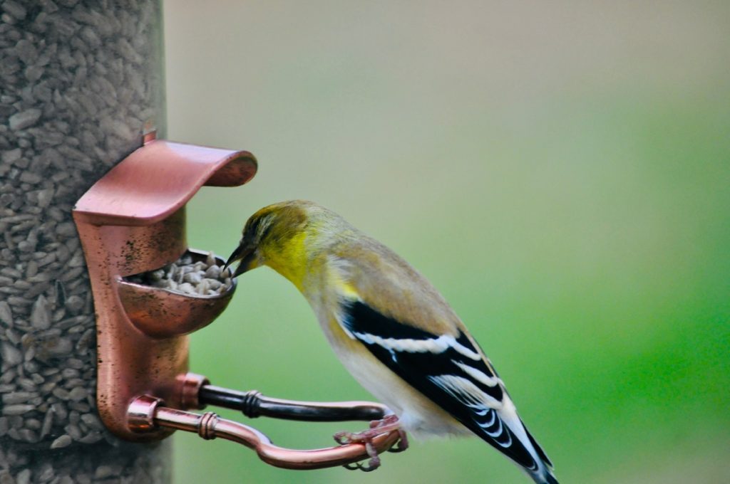 yellow finch eating seeds from a bird feeder