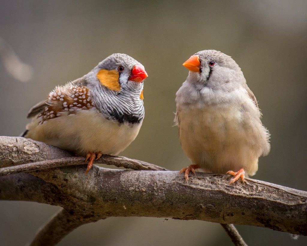 two zebra finches sitting on a tree branch
