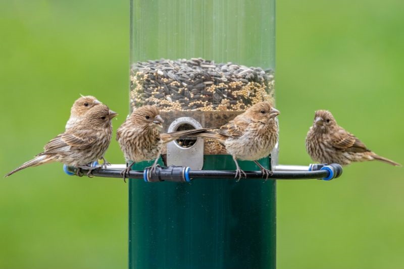 small birds on a half filled bird feeder