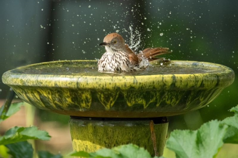 bird taking a bath in yellow green birdbath splashing water around