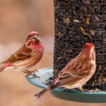 two birds at the bird feeder