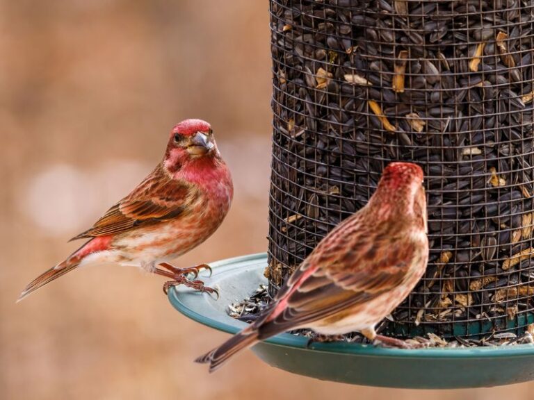 two birds at the bird feeder