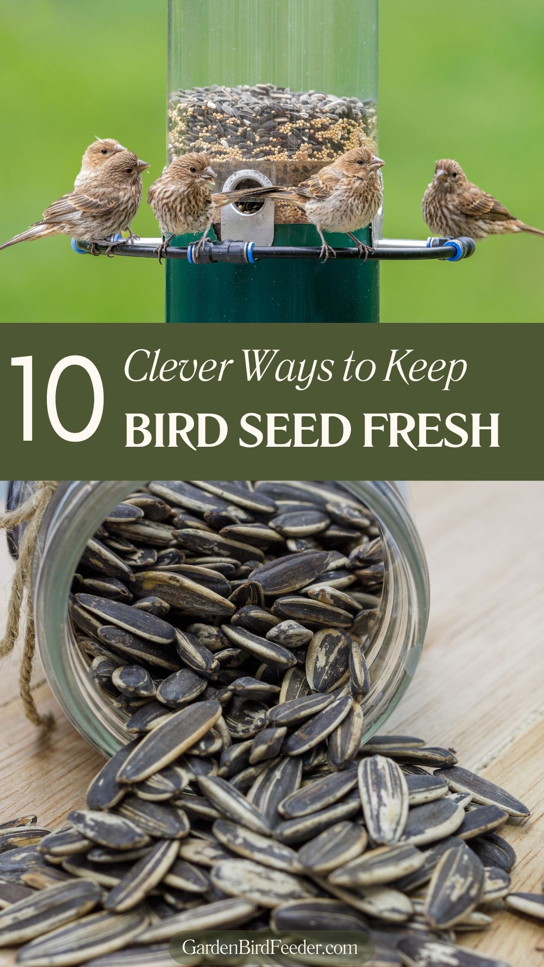 Collage of bird feeder and seed storage with text overlay 10 Ways to Keep Bird Seed Fresh