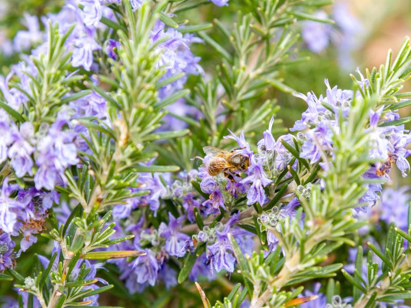closeup of bee feeding on nectar of blooming rosemary plants