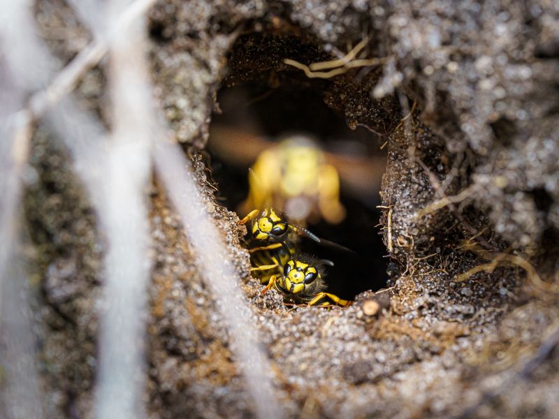 two small wasps coming out of a ground nest