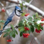 Blue Jay perched on a branch of a lush winterberry bush with bright red berries