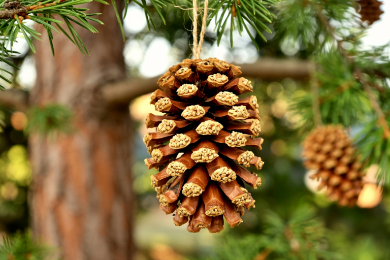 pinecone birdfeeder hanging outdoors from a tree